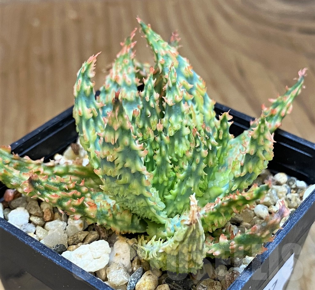 SH14243 Aloe TCT hybrid f. cristata - Зображення 2