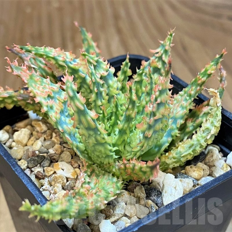 SH14243 Aloe TCT hybrid f. cristata