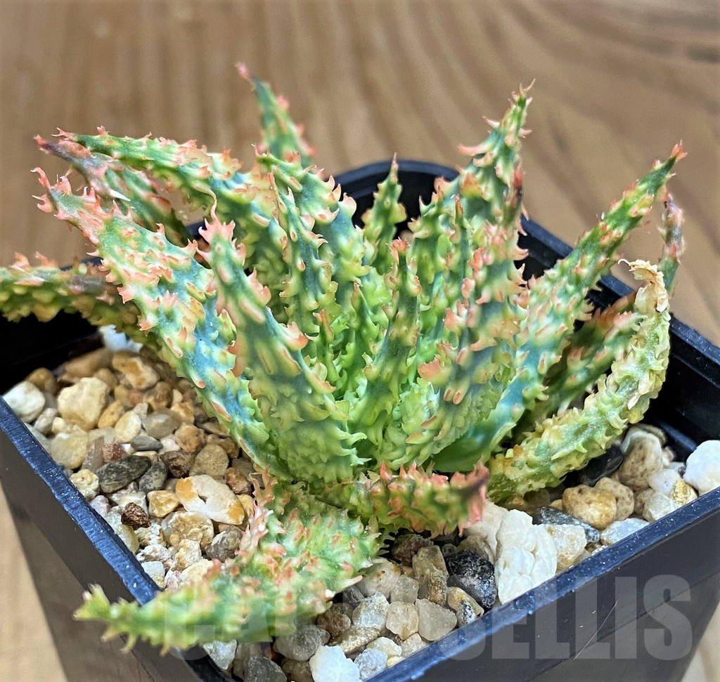 SH14243 Aloe TCT hybrid f. cristata