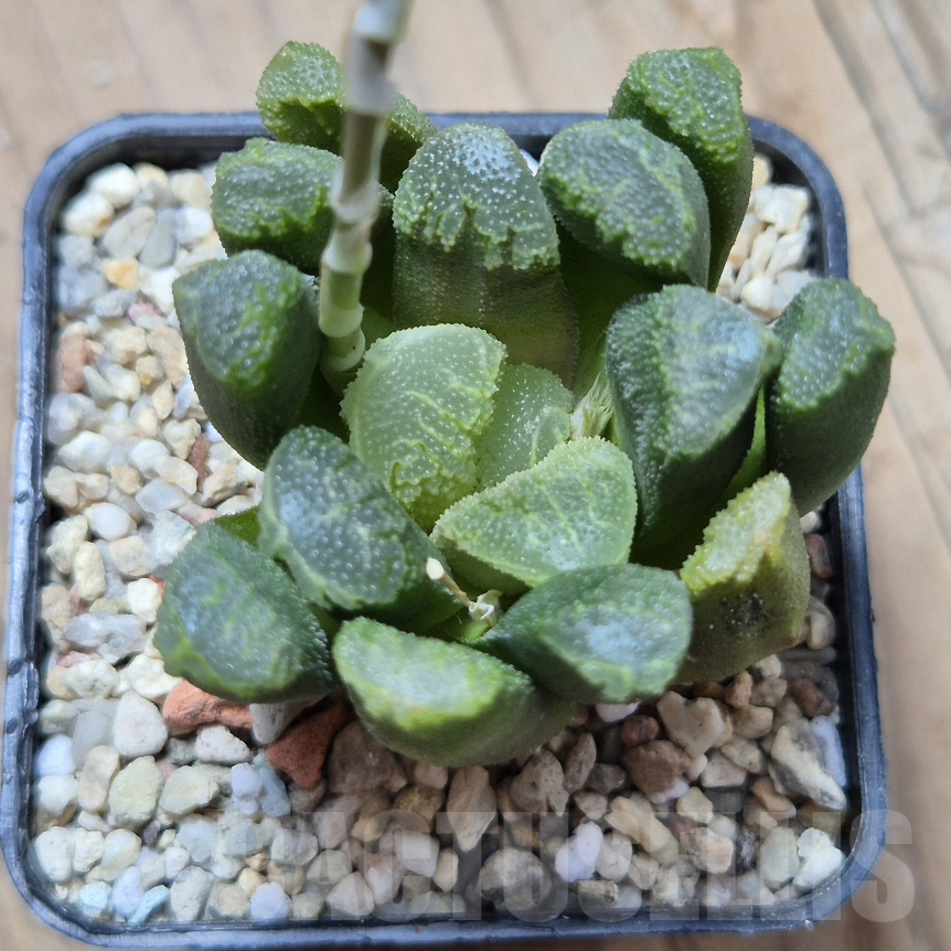 VVG8320 Haworthia schultiana x retusa x comptoniana x maughanii