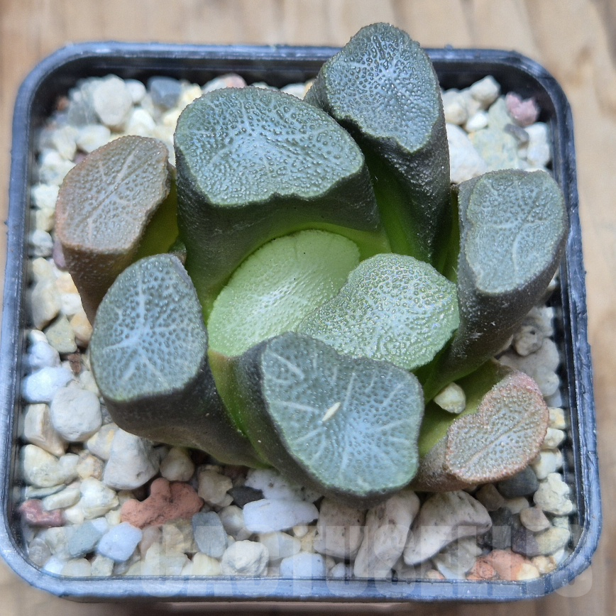 VVG8321 Haworthia maughanii -Japan-