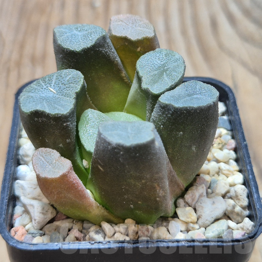 VVG8321 Haworthia maughanii -Japan- - Image 2