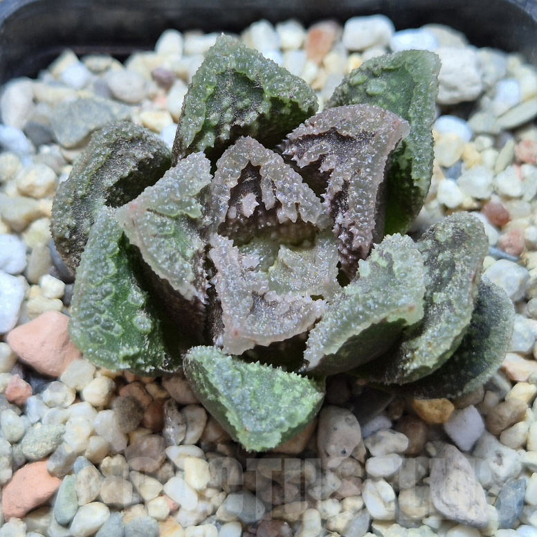 VVG8322 Haworthia VVG30 x VVG31
