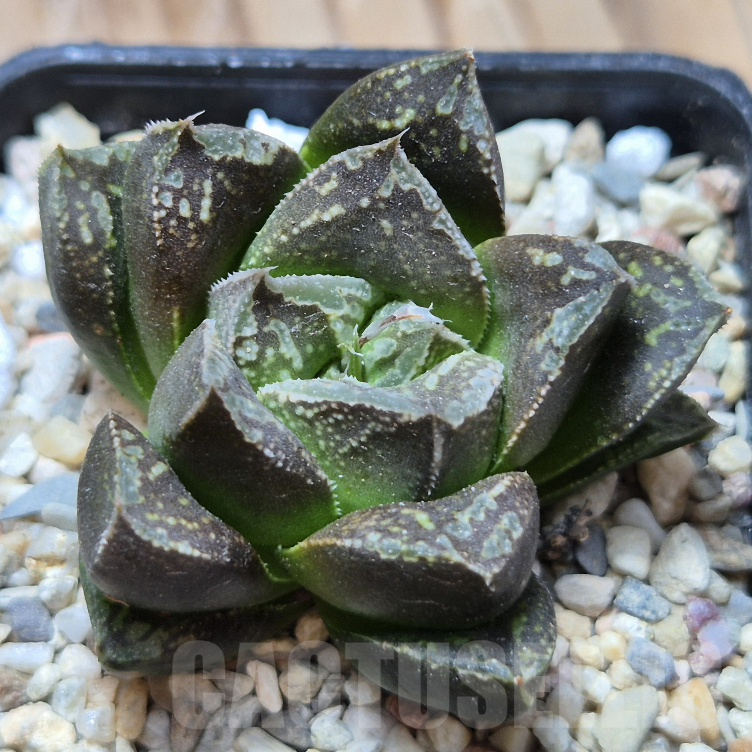 VVG8324 Haworthia 'Karasujoh' x 'Andrey'