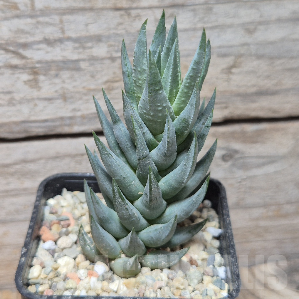 VVG8332 Haworthia glauca SH