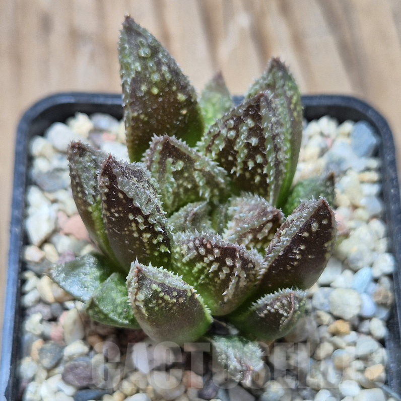 VVG8333 Haworthia 'Black Major' x 'Yulia' F2