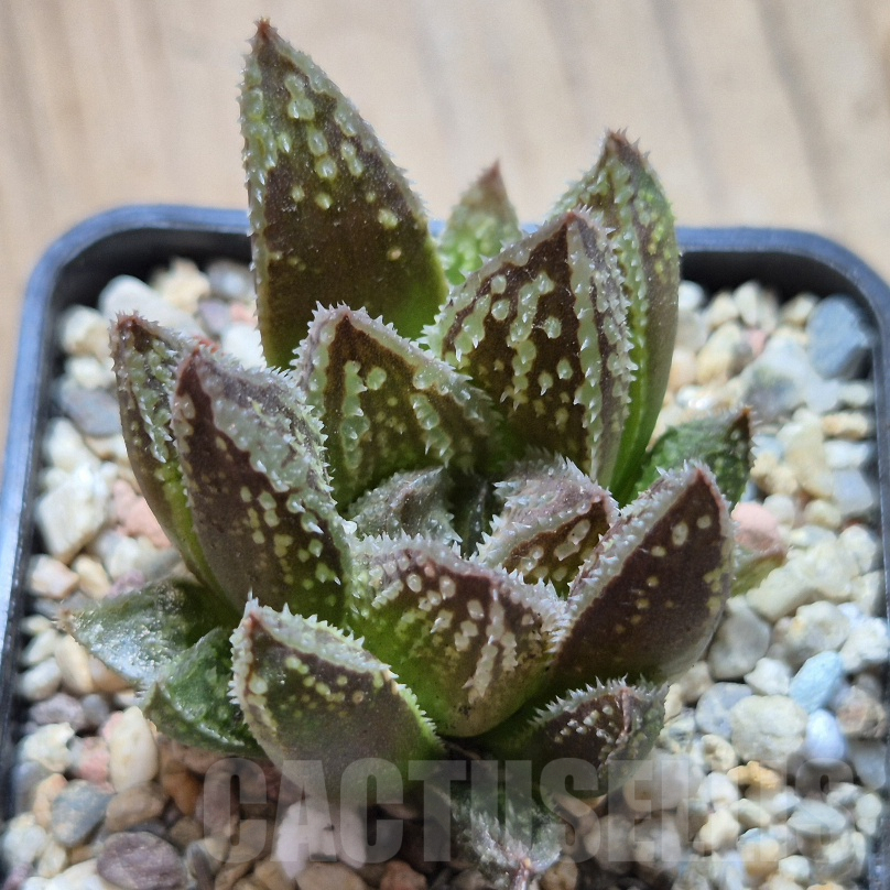 VVG8333 Haworthia 'Black Major' x 'Yulia' F2 - Obrázek 3