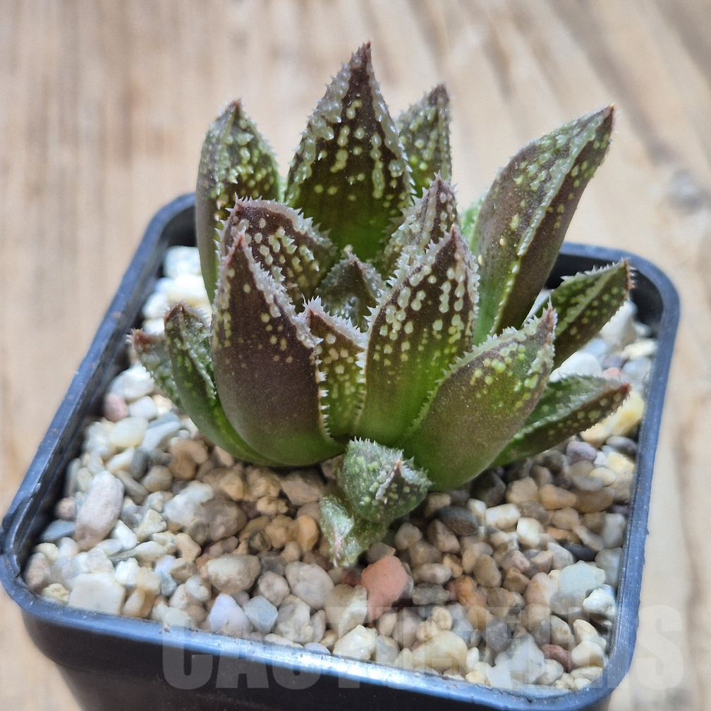 VVG8333 Haworthia 'Black Major' x 'Yulia' F2 - Obrázek 2