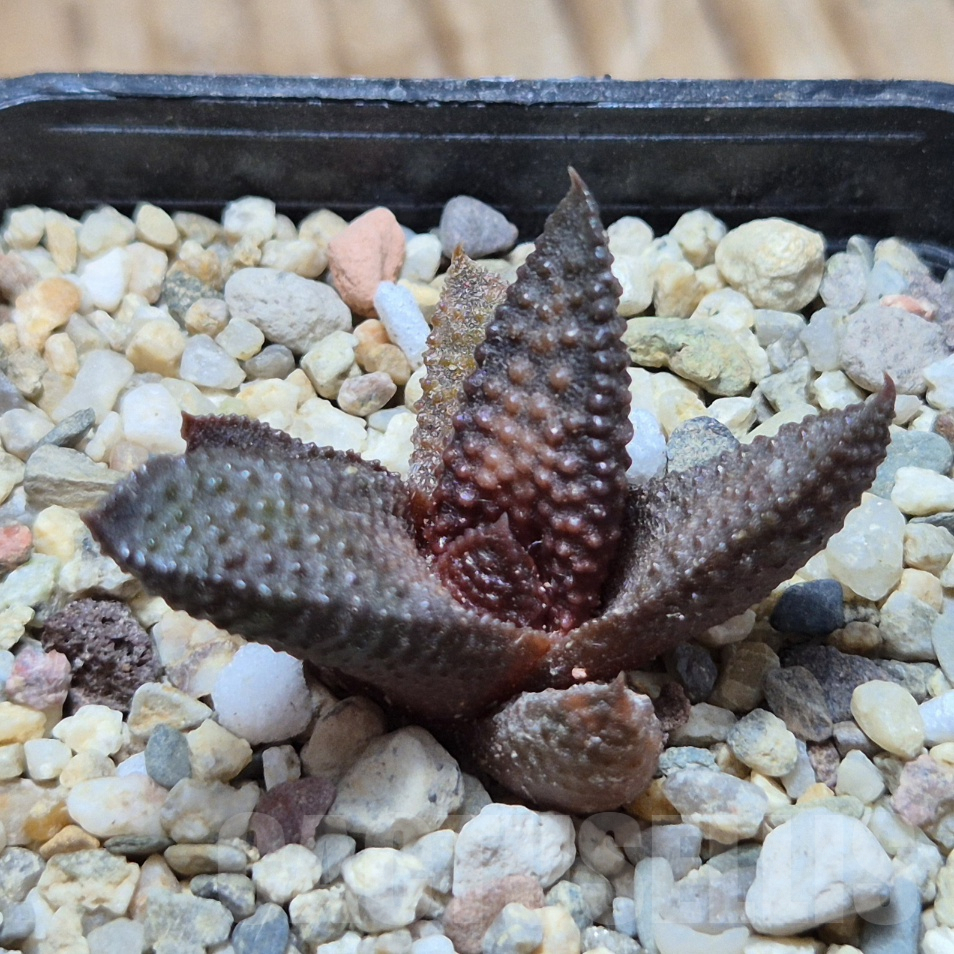 VVG8334 Haworthia scabra x koelmaniorum - Image 2