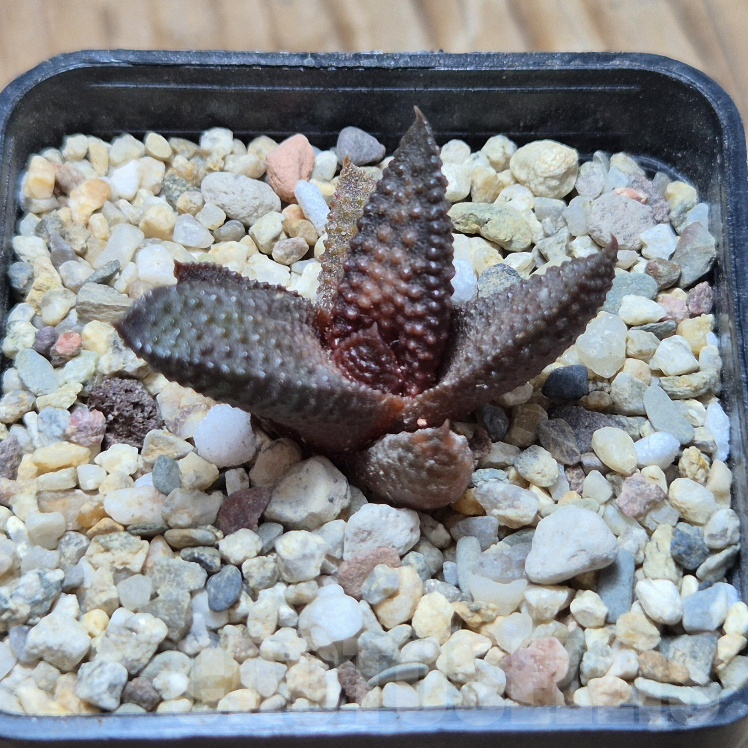 VVG8334 Haworthia scabra x koelmaniorum