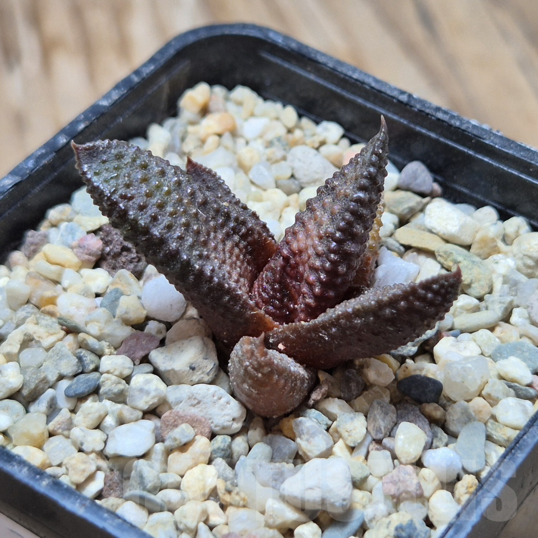VVG8334 Haworthia scabra x koelmaniorum - Image 3