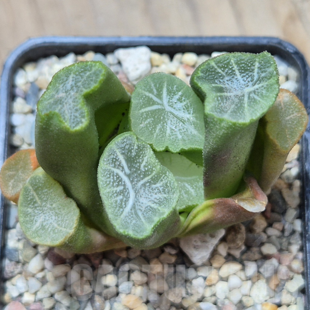 VVG8335 Haworthia maughanii -Japan- seedling