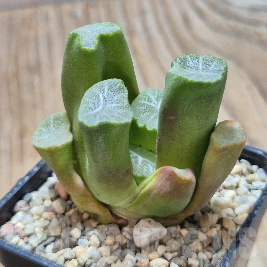 VVG8335 Haworthia maughanii -Japan- seedling - Imagen 2