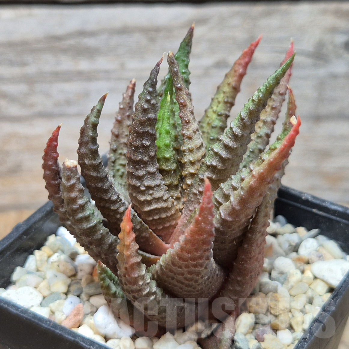 VVG10856 Haworthia scabra x limifolia