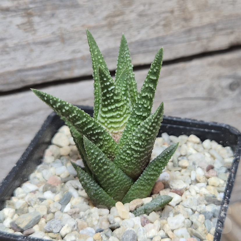 VVG8340 Haworthia nigra hybrid - immagine 2