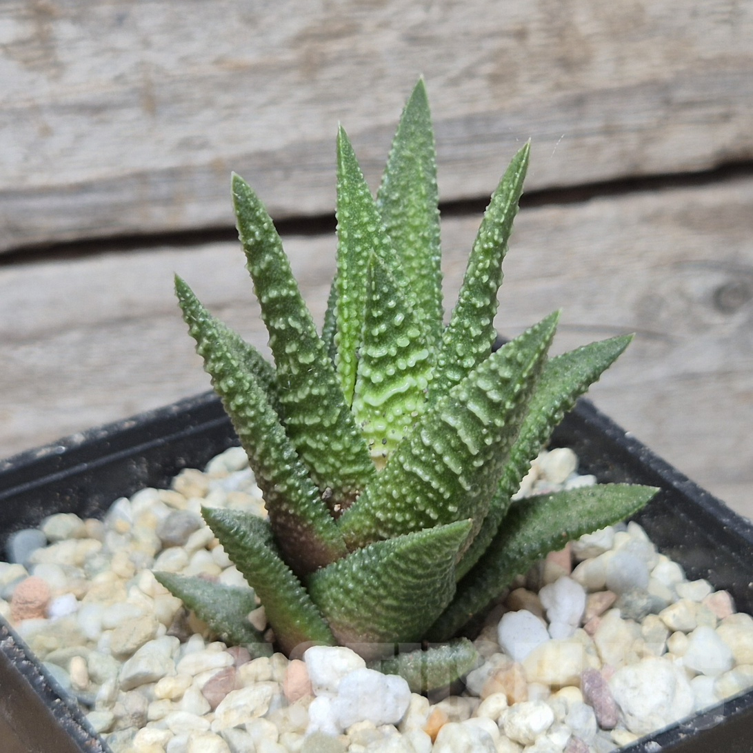 VVG8340 Haworthia nigra hybrid