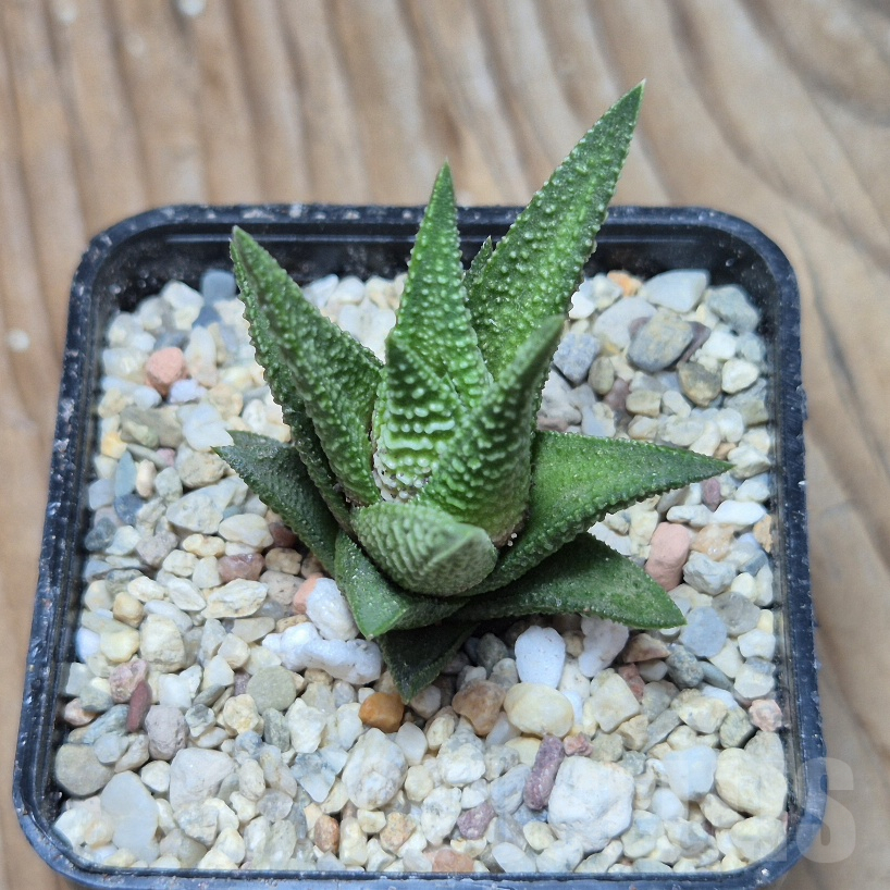 VVG8340 Haworthia nigra hybrid - immagine 3
