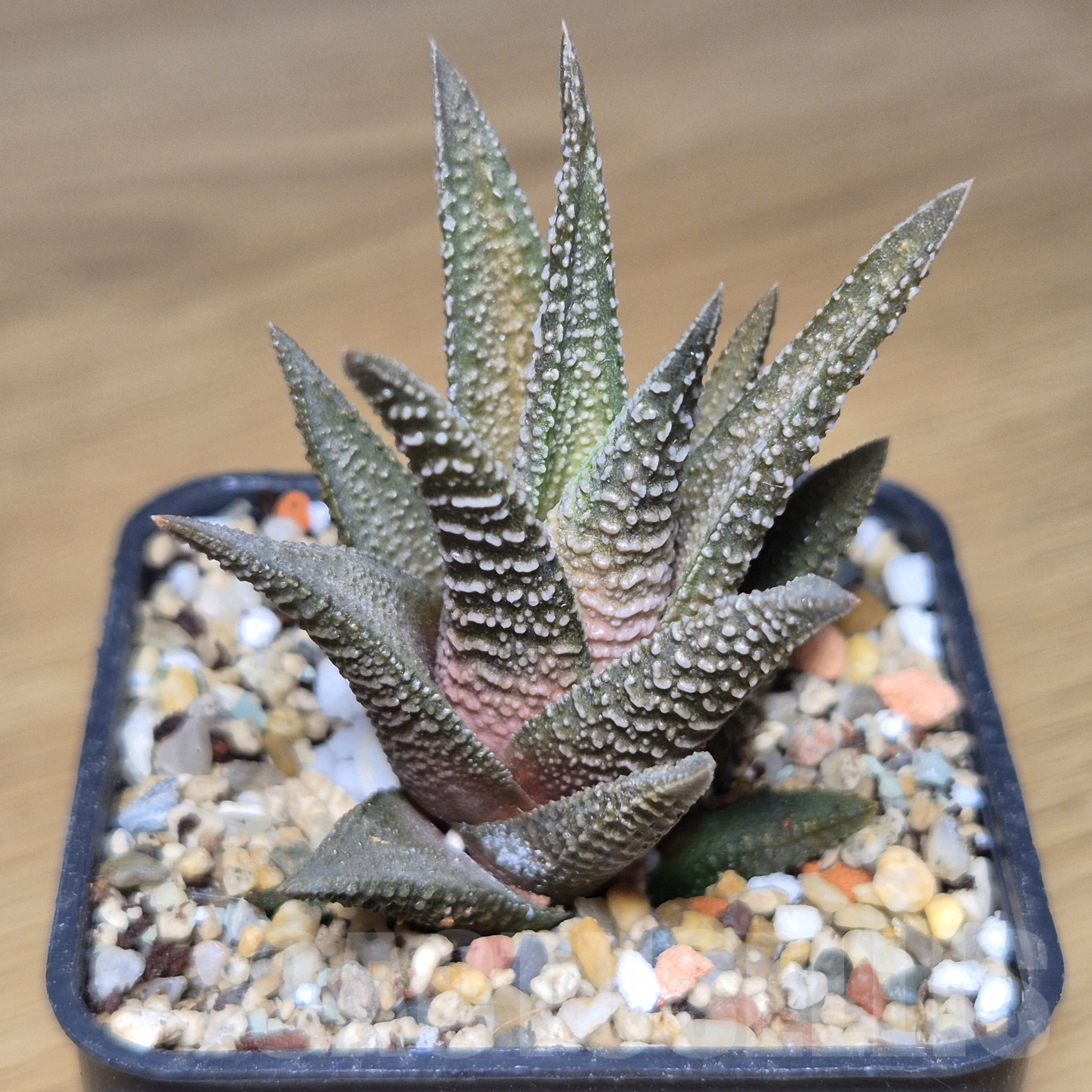 VVG9773 Haworthia nigra hybrid