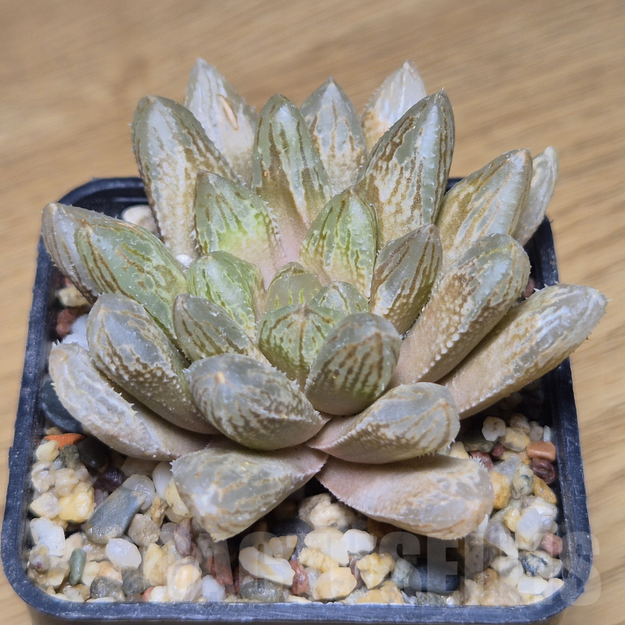 VVG9775 Haworthia reticulata hybrid