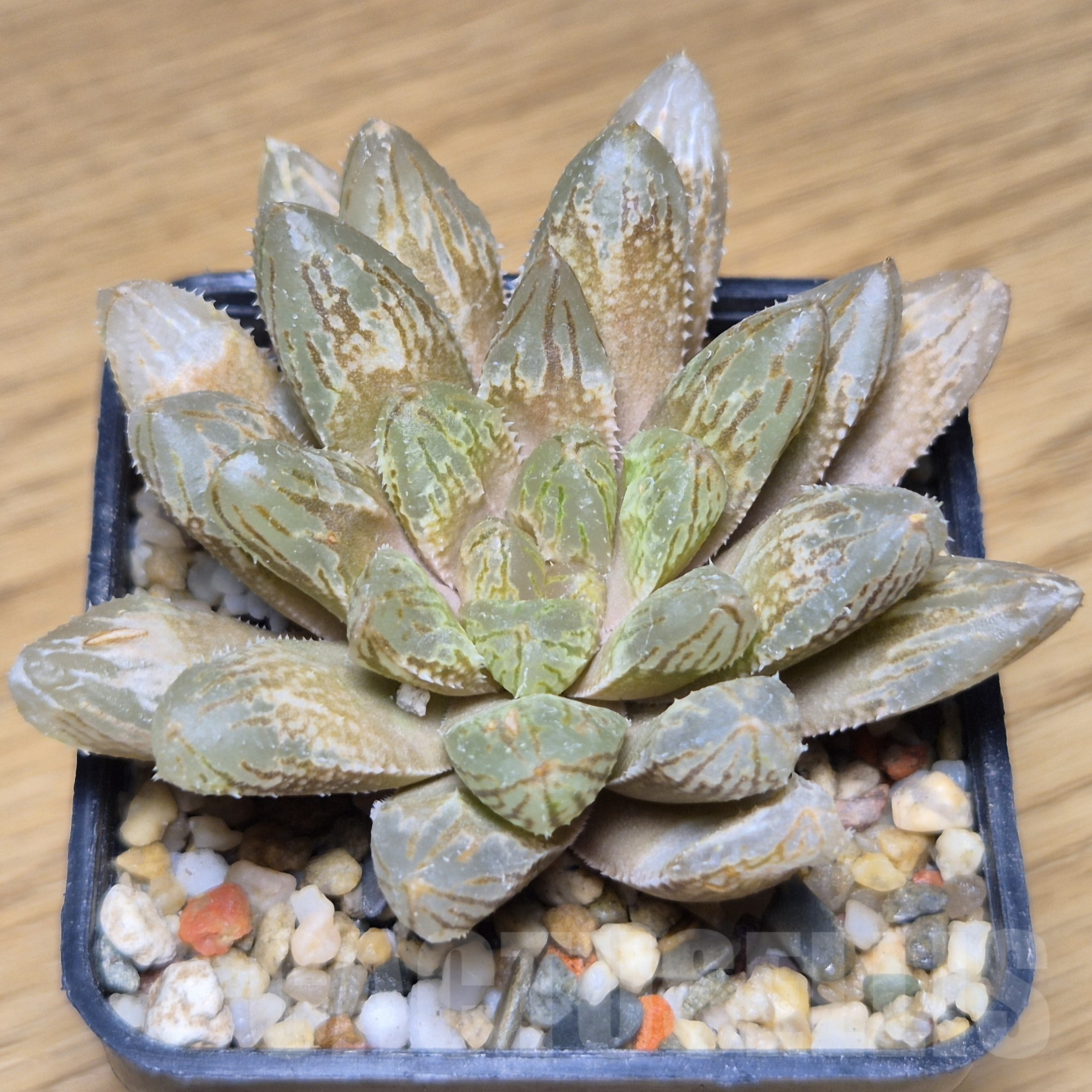 VVG9775 Haworthia reticulata hybrid - Image 2