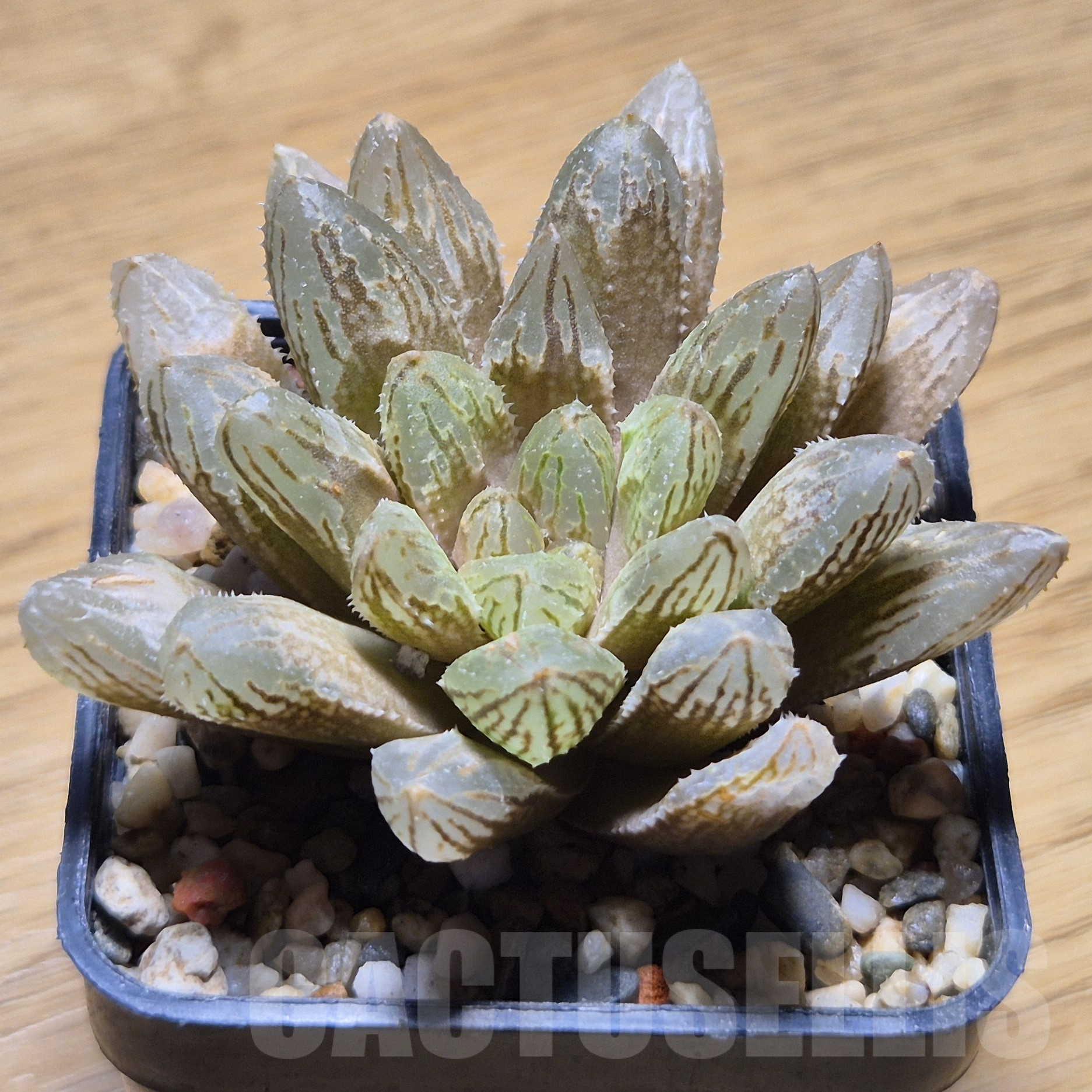 VVG9775 Haworthia reticulata hybrid - Image 3