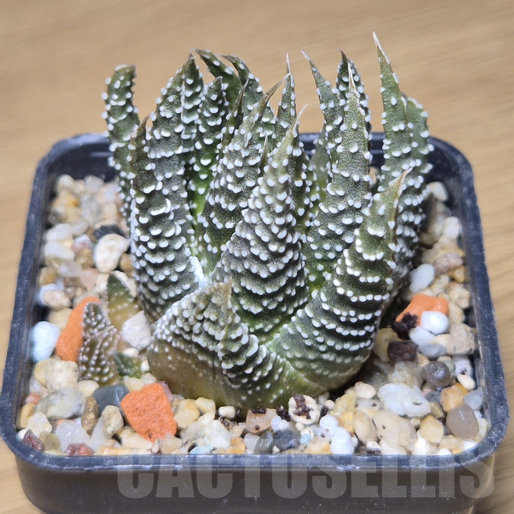 VVG9776 Haworthia minima -Rooiklip- - Image 2