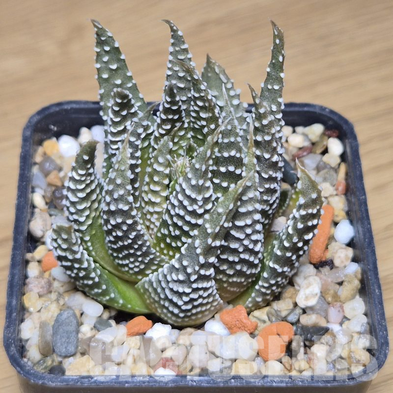VVG9776 Haworthia minima -Rooiklip-
