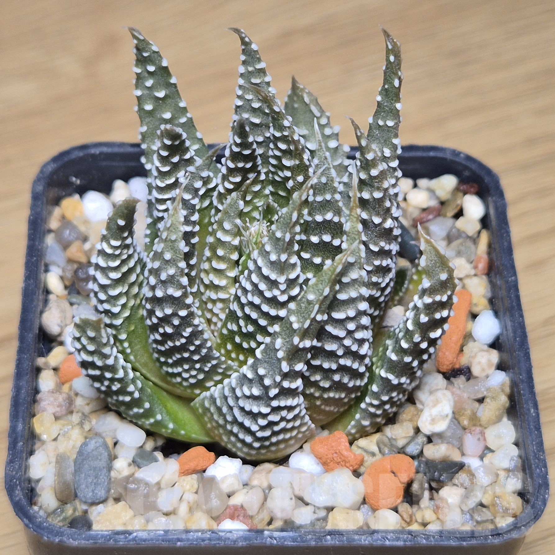 VVG9776 Haworthia minima -Rooiklip-