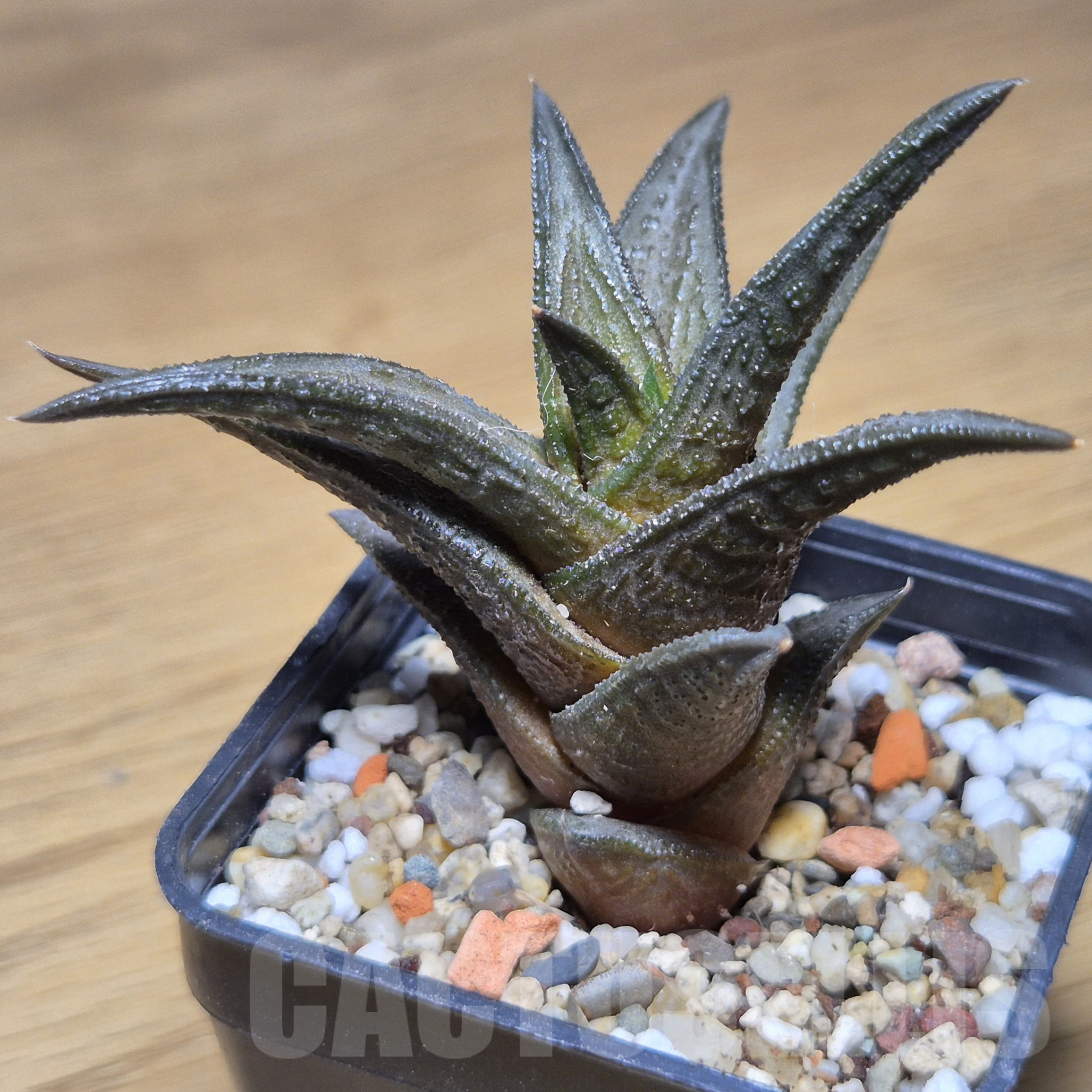 VVG9778 Haworthia nigra - Image 2