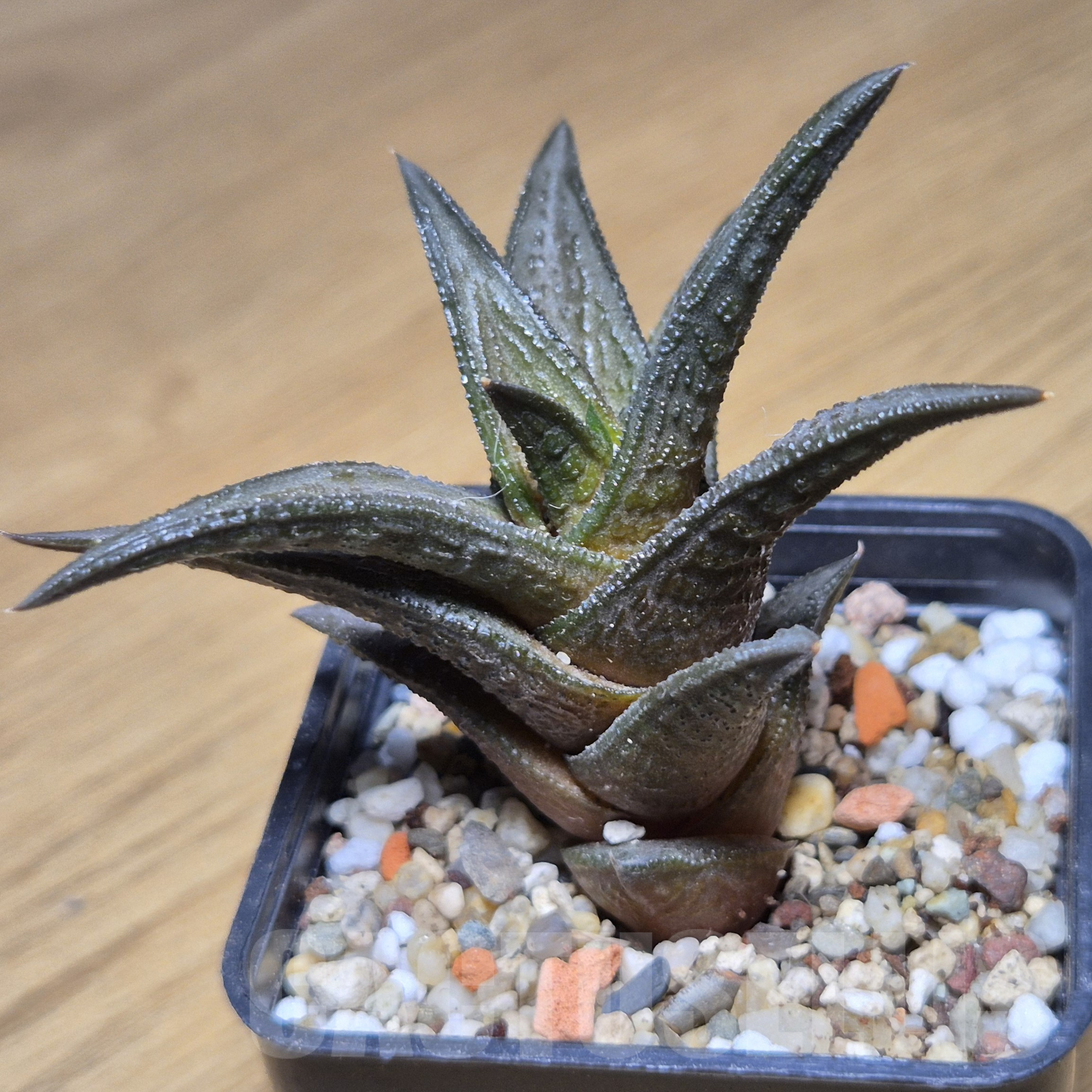 VVG9778 Haworthia nigra - Image 3