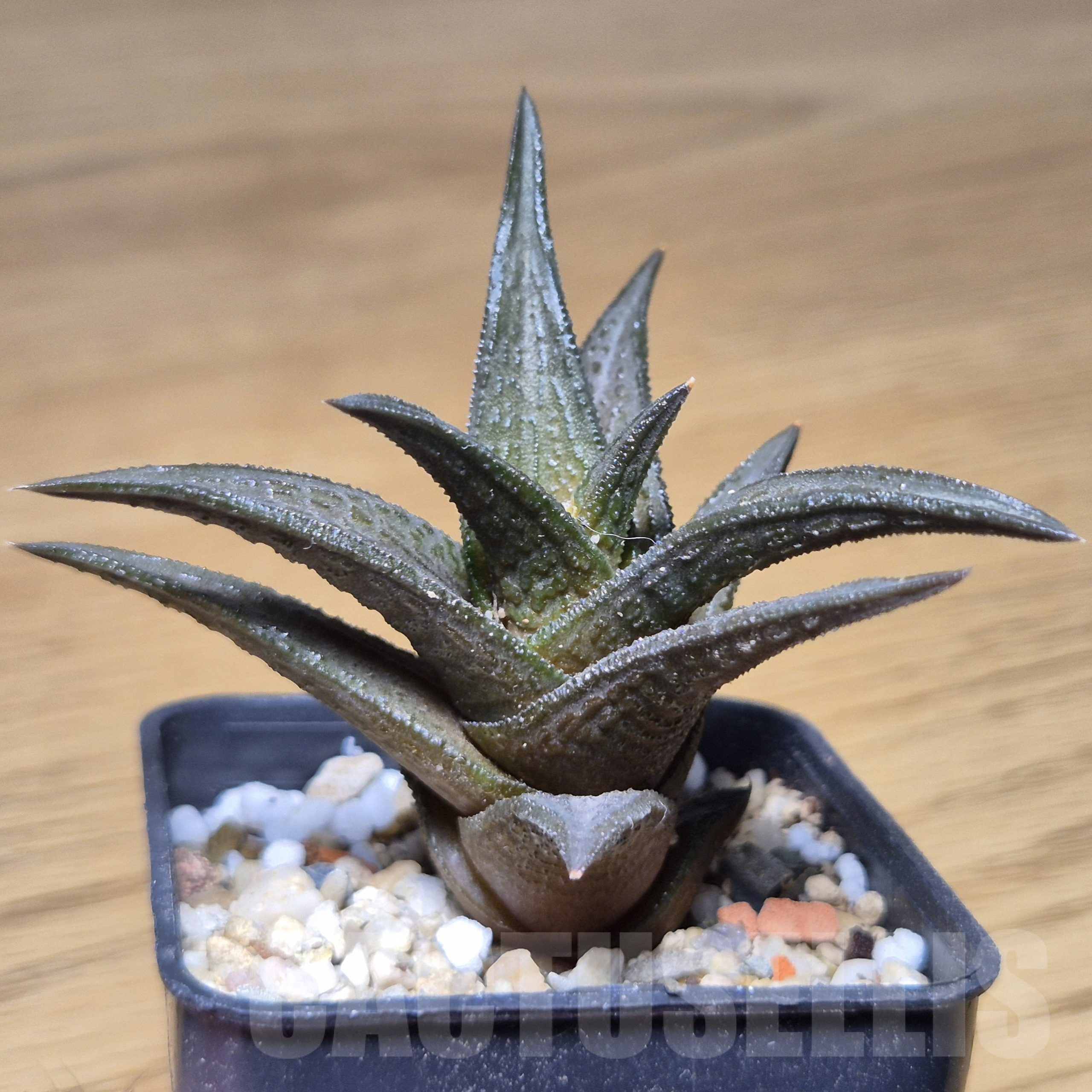 VVG9778 Haworthia nigra