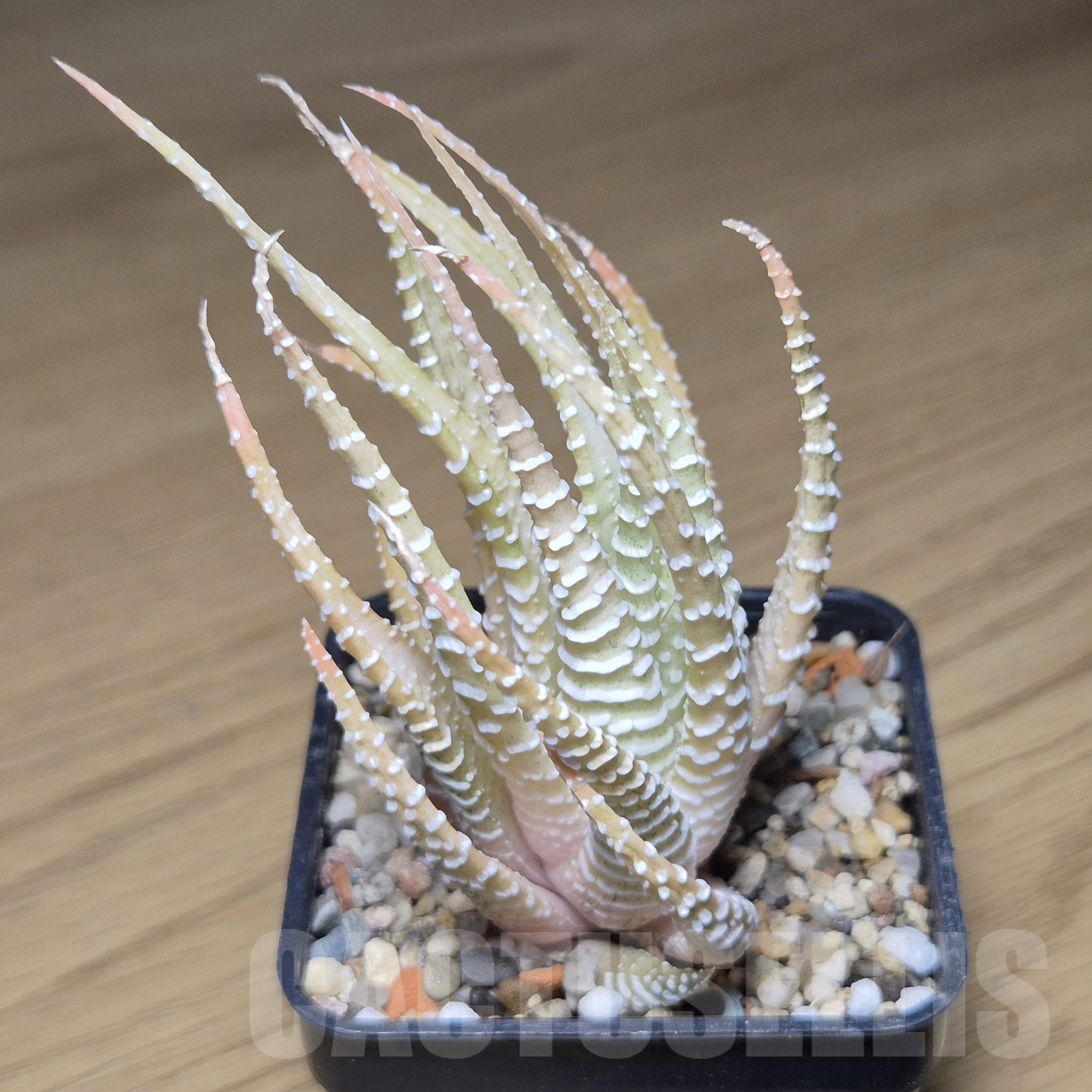 VVG9779 Haworthia attenuata v.chlorofilarm - Image 2