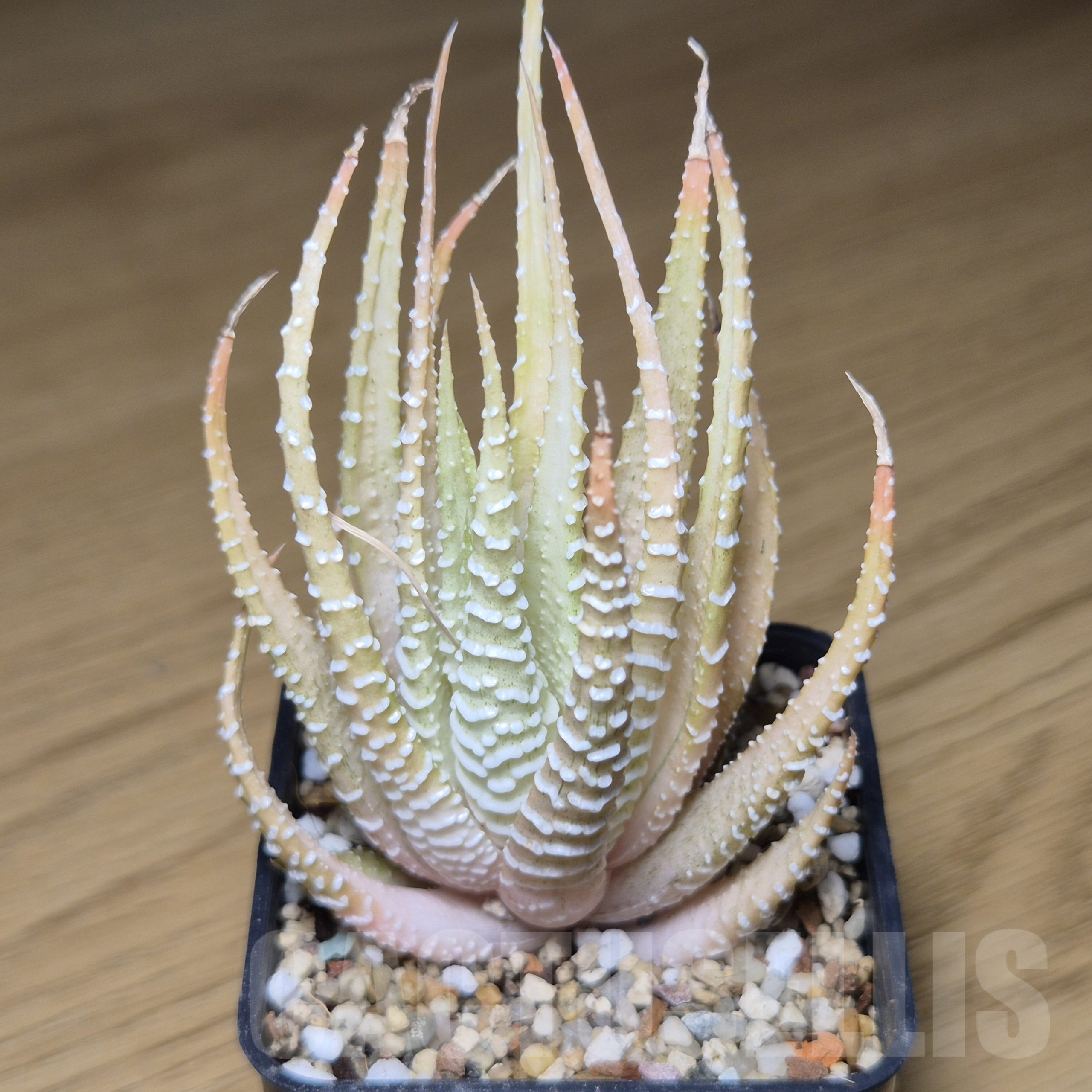 VVG9779 Haworthia attenuata v.chlorofilarm