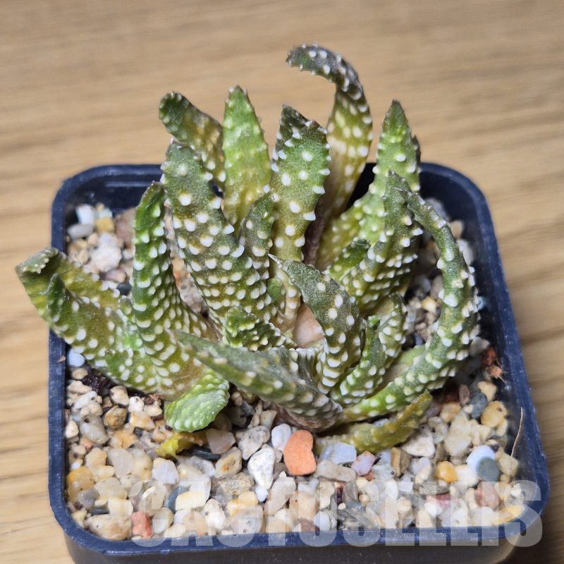 VVG9781 Haworthia pumila f.caespitosa