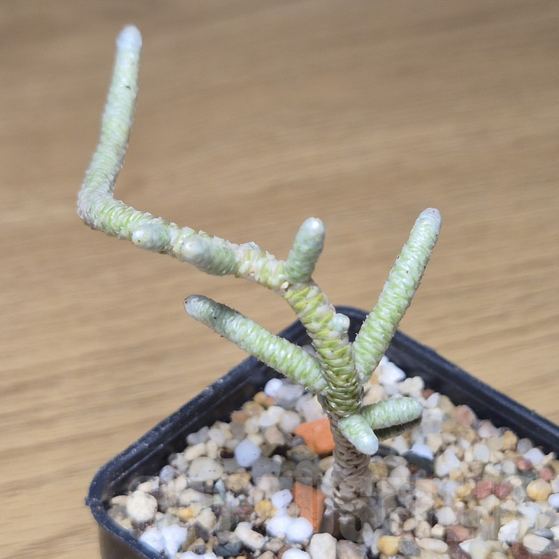 VVG9787 Avonia albissima