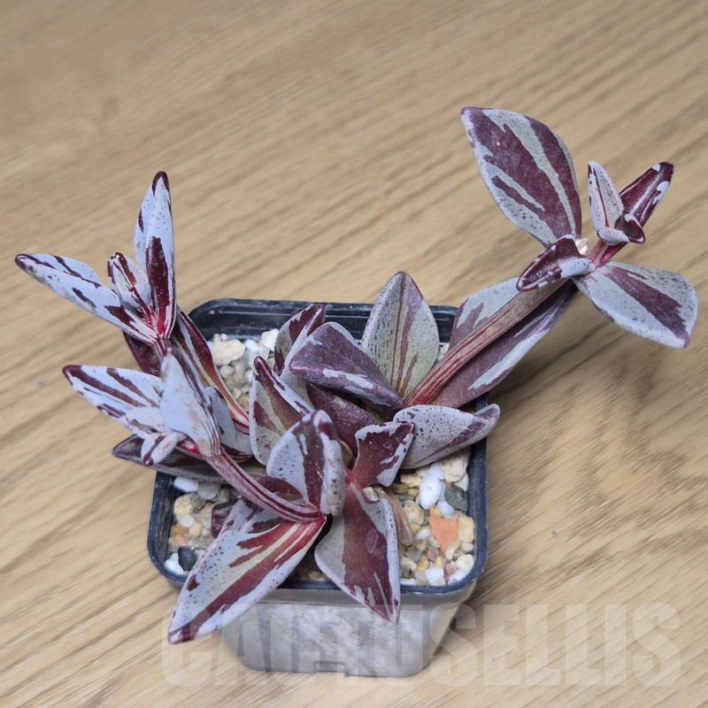 VVG9795 Lenophyllum gutatum f.variegata - Imagen 2