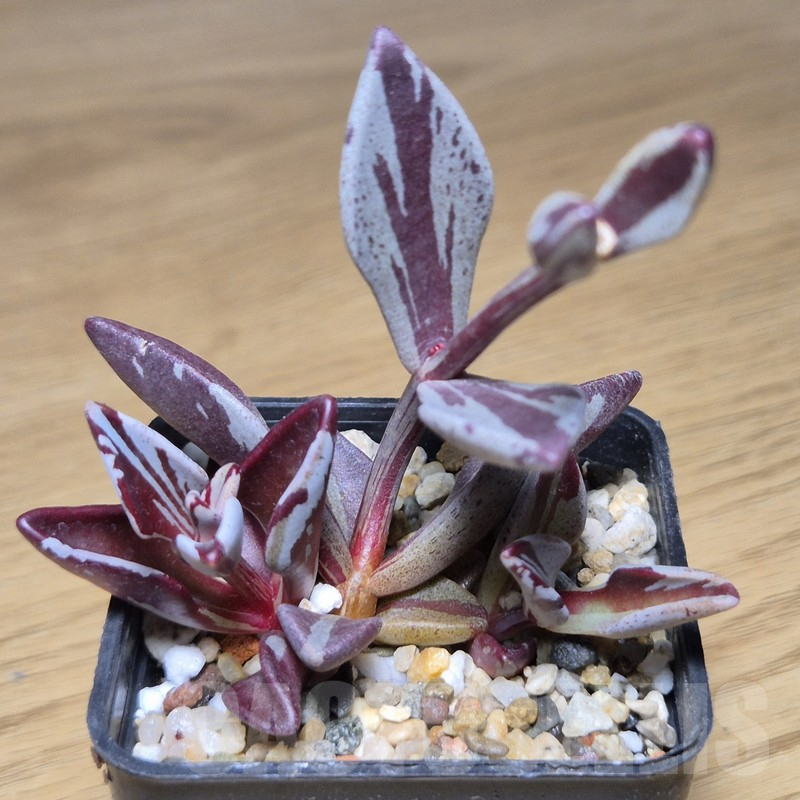 VVG9796 Lenophyllum gutatum f.variegata - Obrázek 2