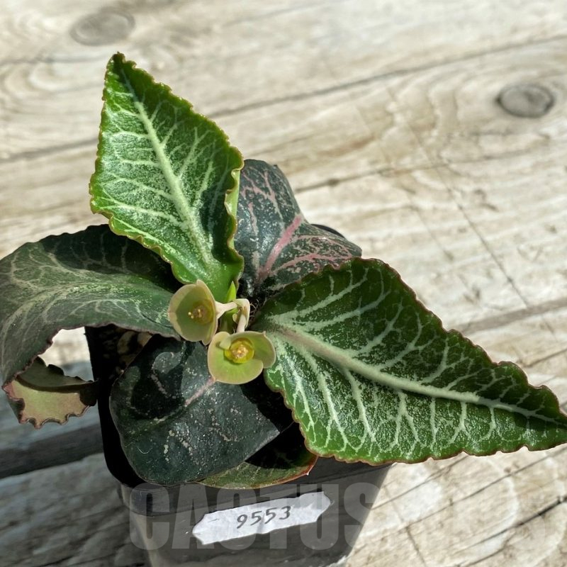 SH9553 Euphorbia francoisii hybrid