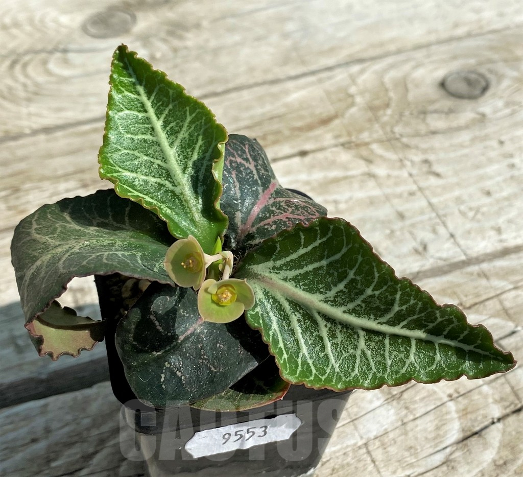 SH9553 Euphorbia francoisii hybrid