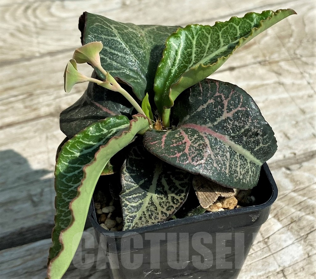 SH9553 Euphorbia francoisii hybrid - Image 2