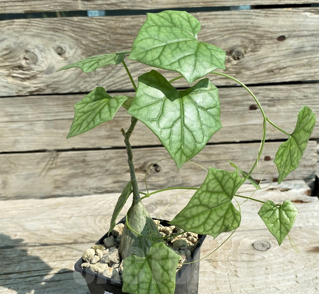 SH15316 Gerrardanthus macrorhizus - immagine 2