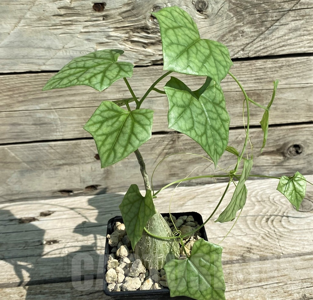 SH15316 Gerrardanthus macrorhizus