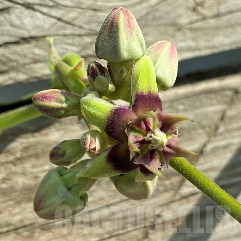 SH15318 Raphionacme globosa ES20286