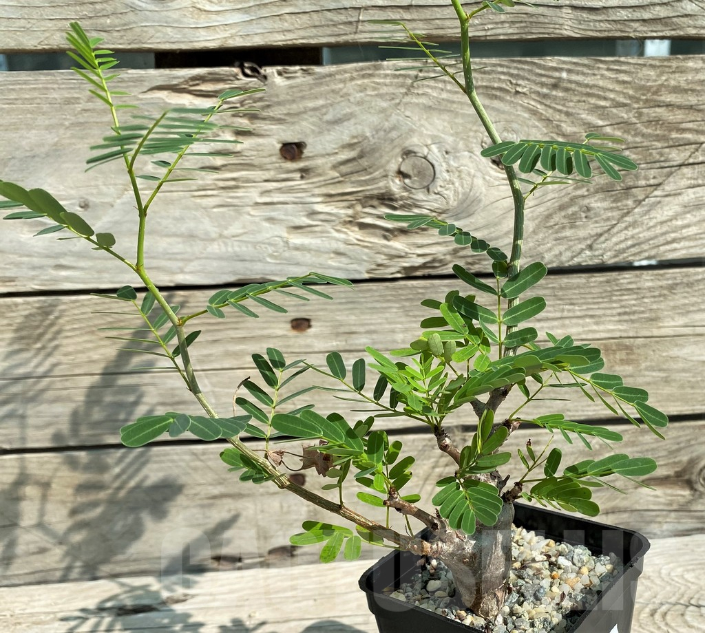 SH15319 Senna meridionalis, seedling - Image 2