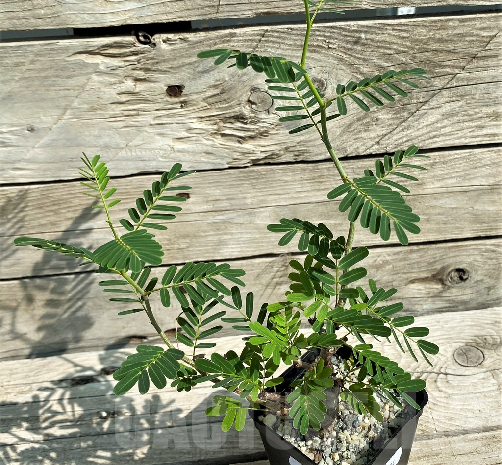 SH15319 Senna meridionalis, seedling