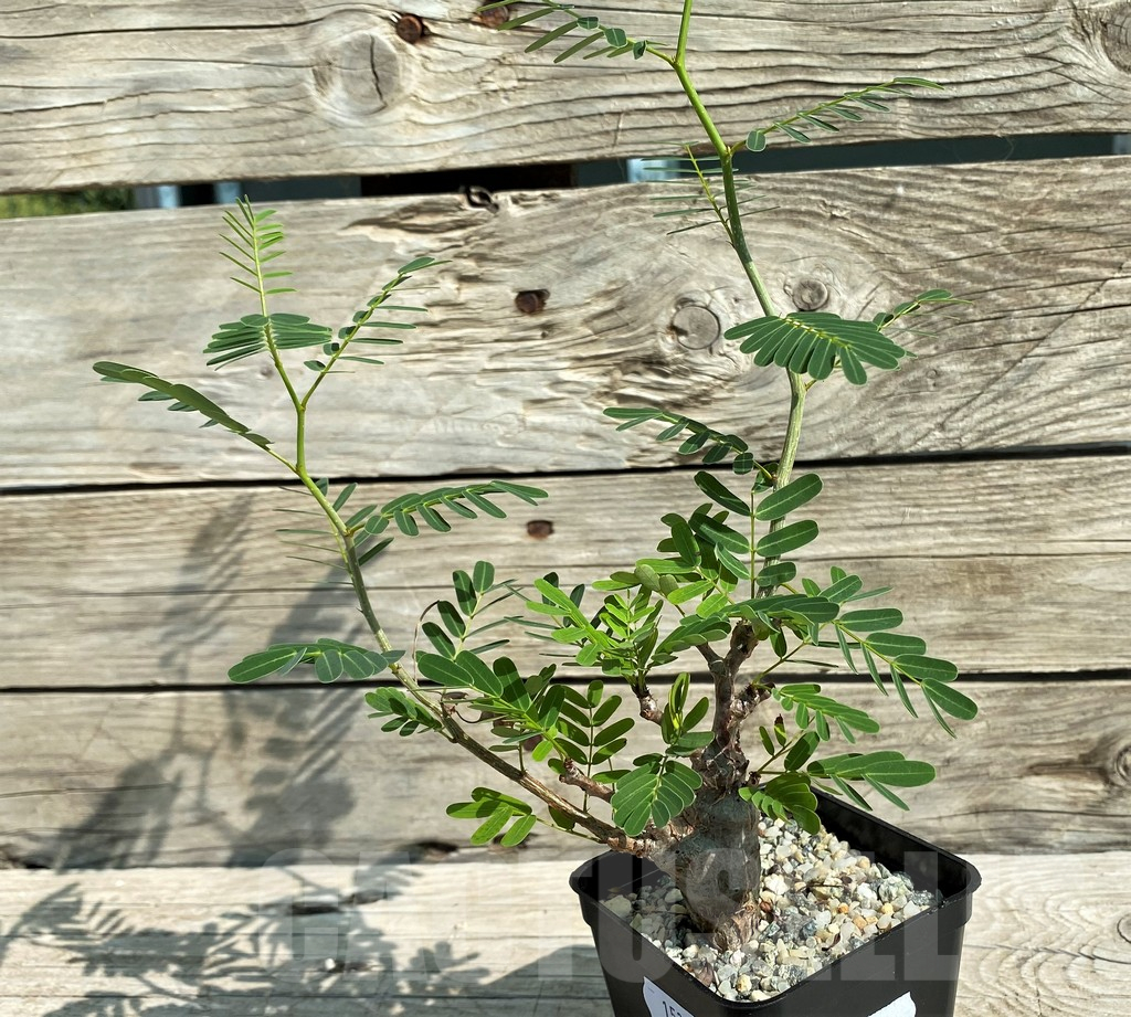 SH15319 Senna meridionalis, seedling - Image 3