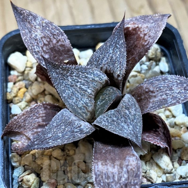 SH9339 Haworthia splendens hybrid