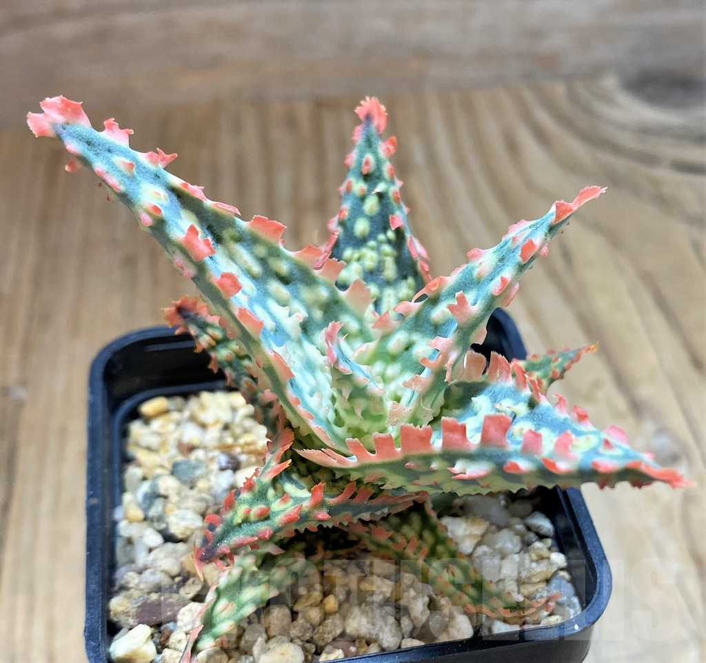 SH10028 Aloe TCT hybrid