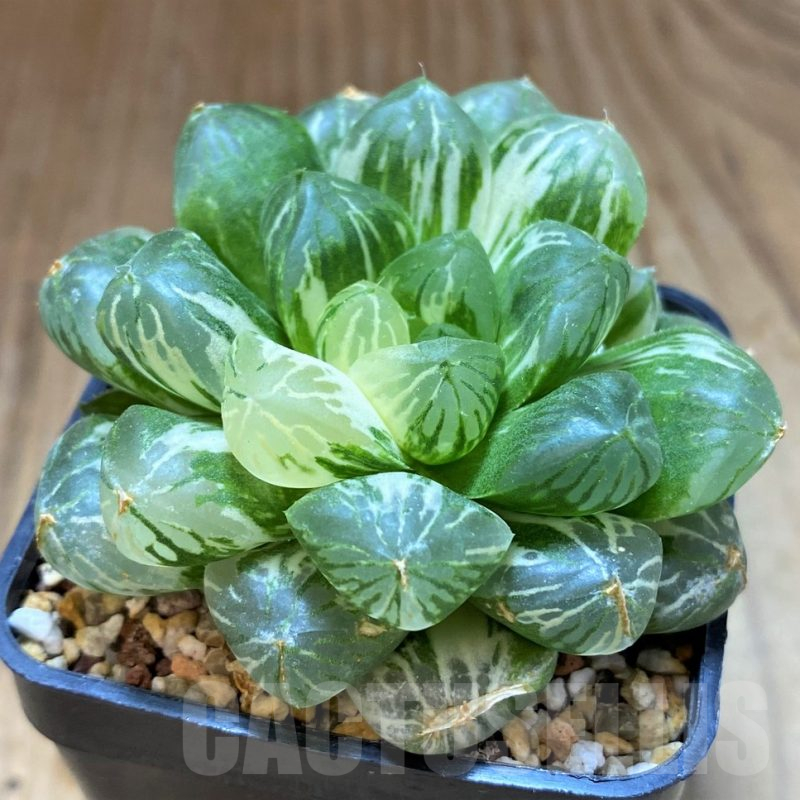 SH10024 Haworthia cooperi f. variegata