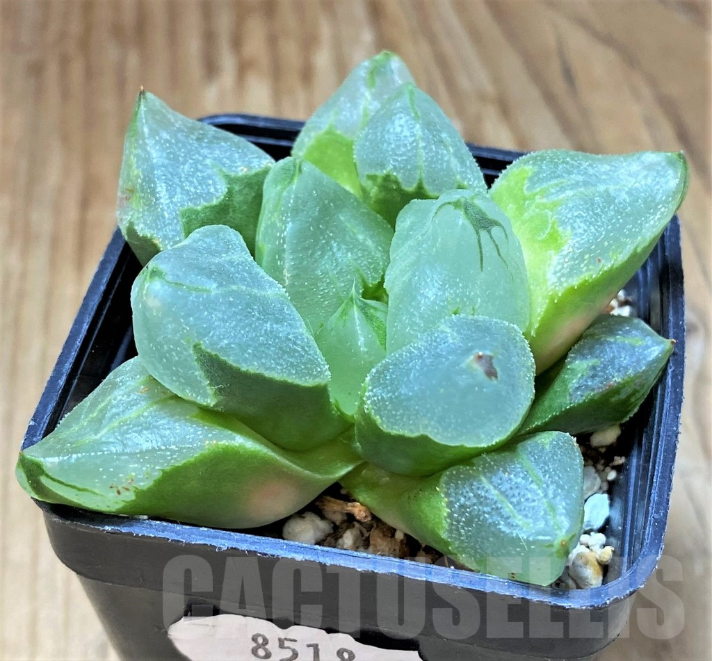 SH8518 Haworthia pygmaea ‘Ice City’ - 画像 (2)